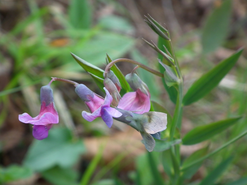 Lathyrus linifolius / Cicerchia a foglie di lino